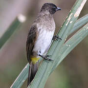 Dark-capped Bulbul