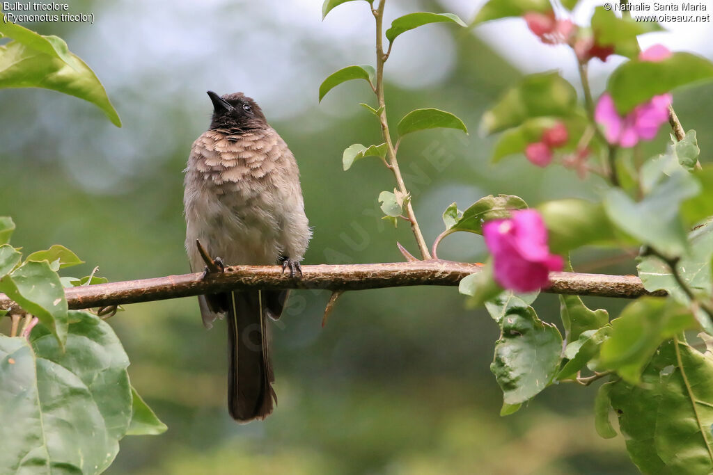 Bulbul tricoloreadulte, identification, habitat