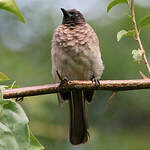 Bulbul tricolore