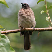 Dark-capped Bulbul