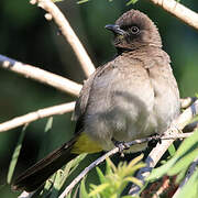 Dark-capped Bulbul