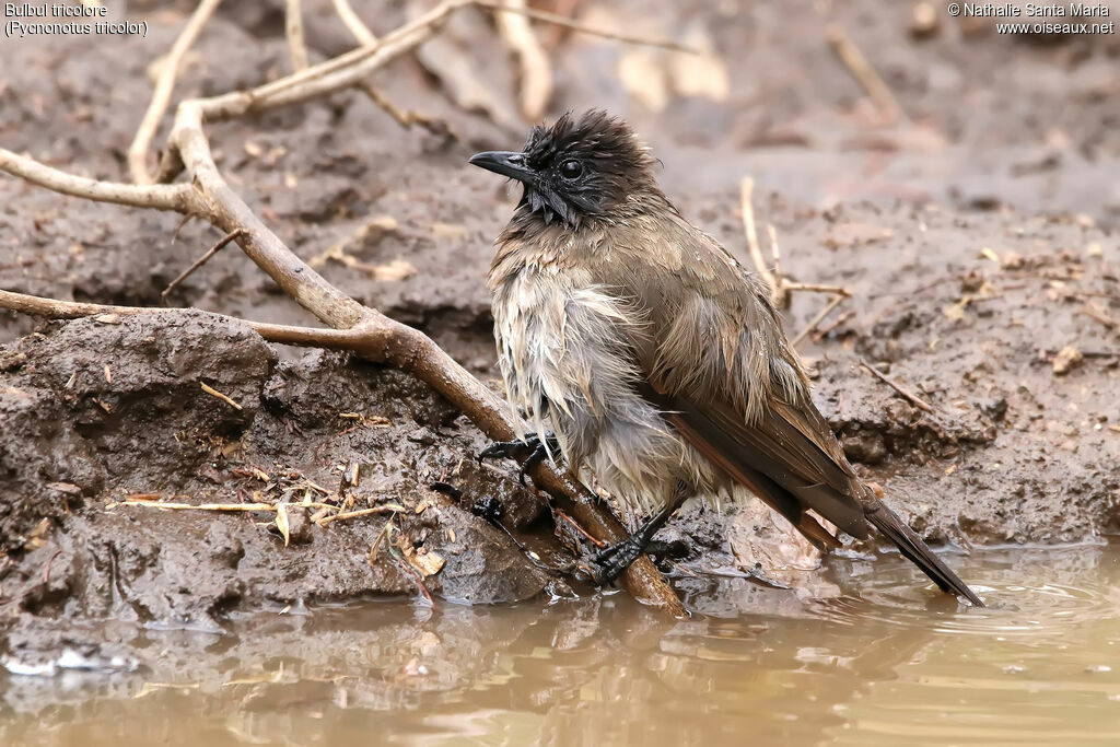 Bulbul tricolorejuvénile, identification, soins