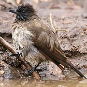 Dark-capped Bulbul