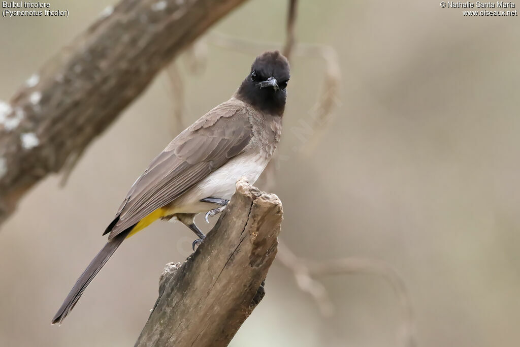 Dark-capped Bulbuladult, identification, habitat