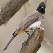 Dark-capped Bulbul