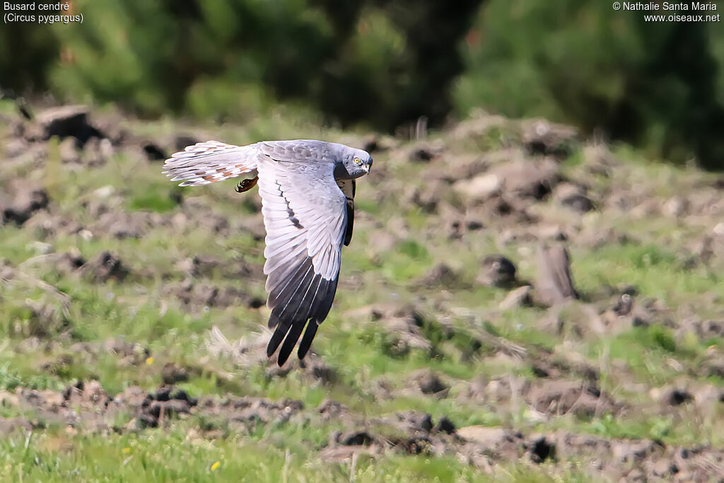 Montagu's Harrier male adult, Flight