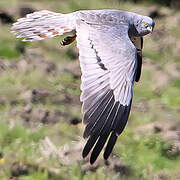 Montagu's Harrier