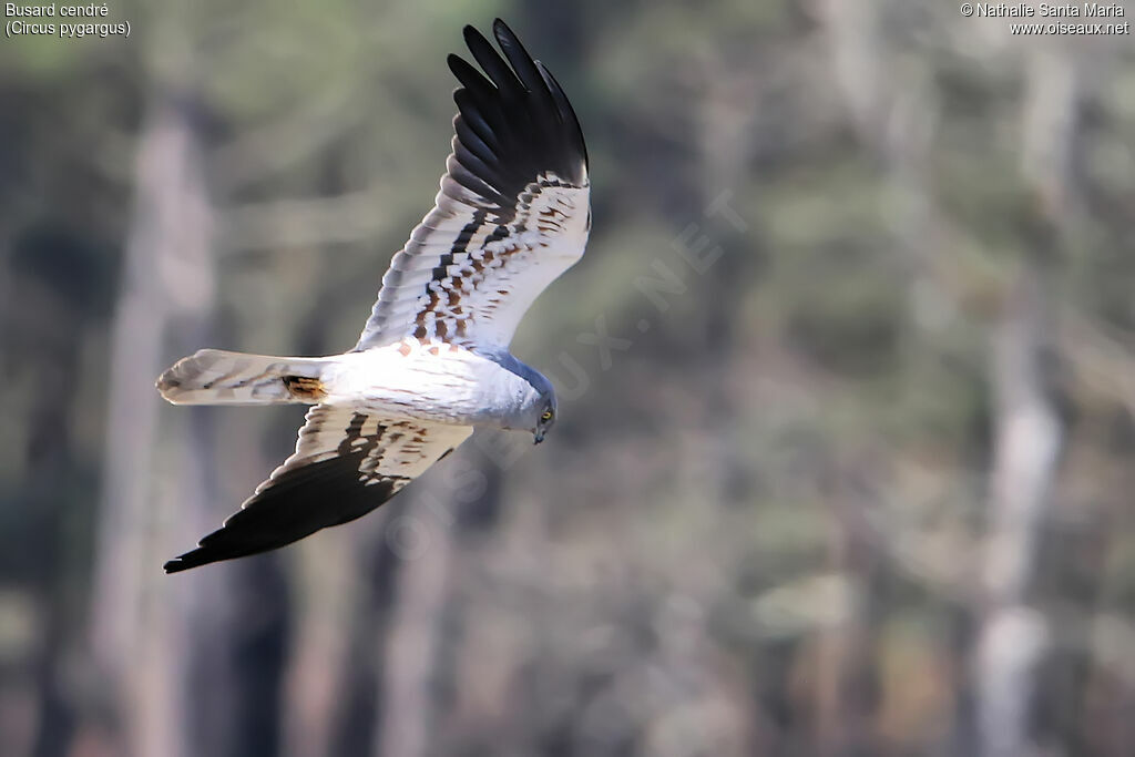 Montagu's Harrier male adult, Flight