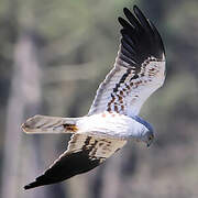 Montagu's Harrier