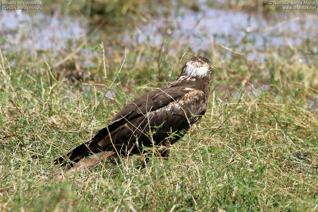 Busard des roseaux, identification, habitat, Comportement