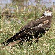 Western Marsh Harrier