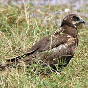 Western Marsh Harrier