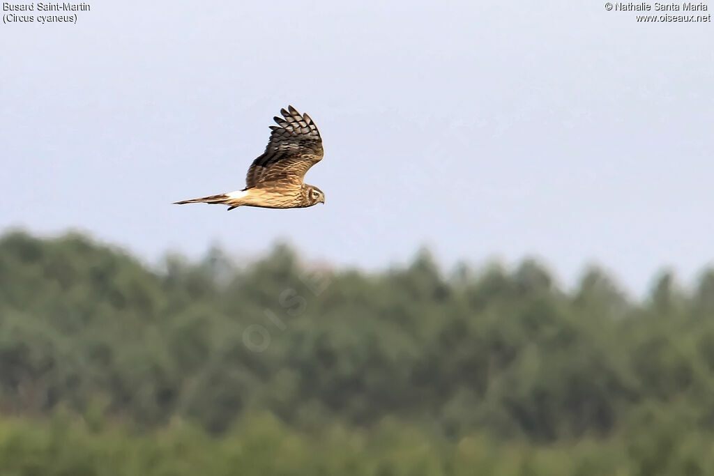 Hen Harrier female adult, Flight