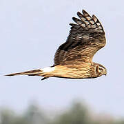 Hen Harrier