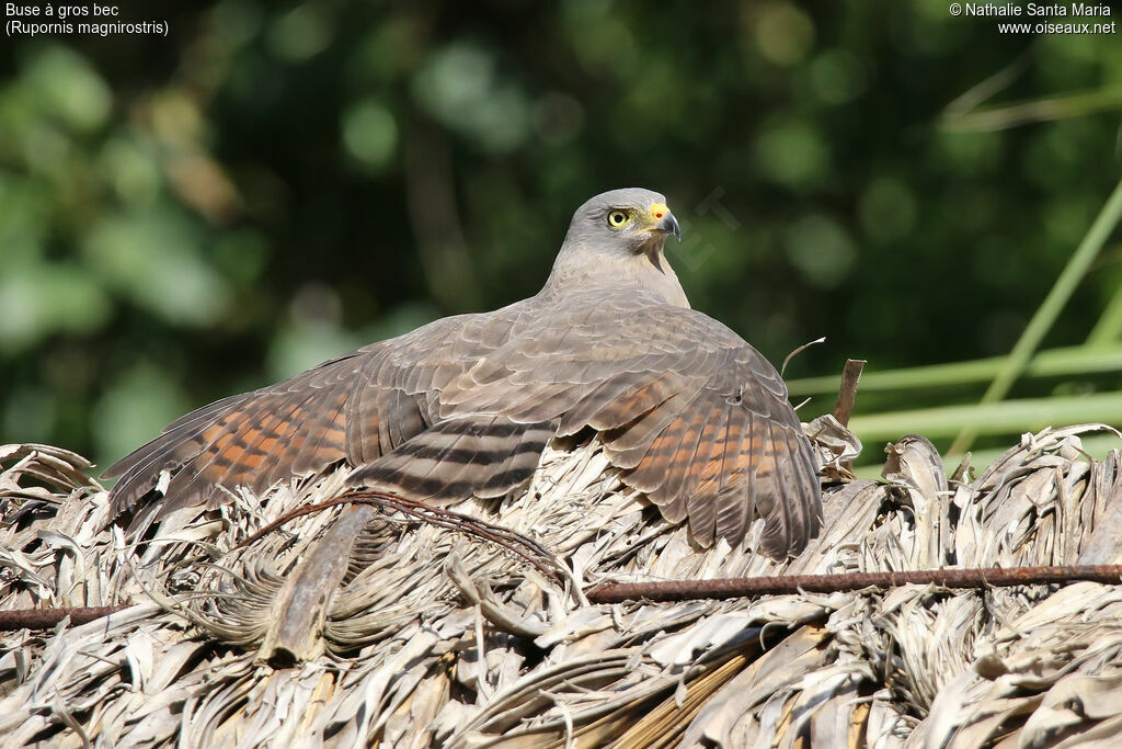 Roadside Hawkadult, identification, care, aspect