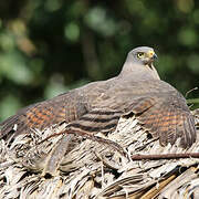 Roadside Hawk