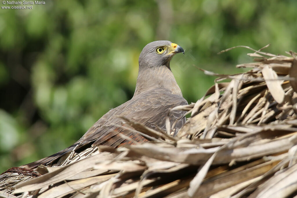 Roadside Hawkadult, identification, care, aspect