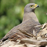 Roadside Hawk