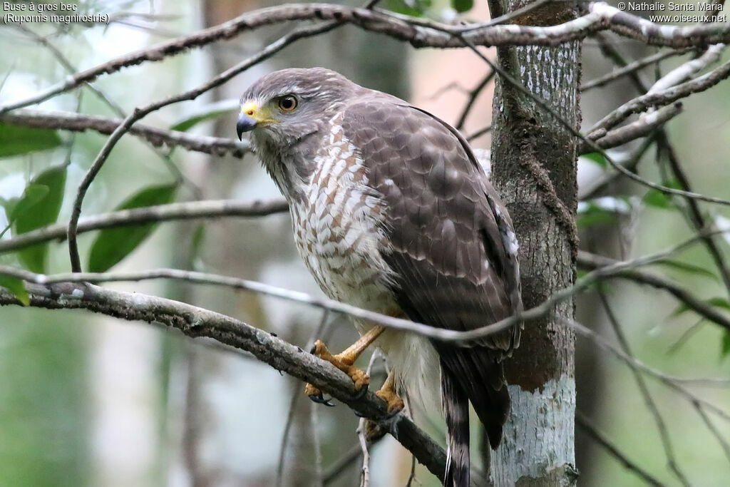 Roadside Hawkjuvenile, identification