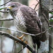 Roadside Hawk