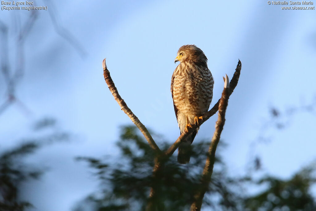 Roadside Hawkjuvenile, identification