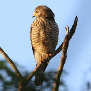 Roadside Hawk