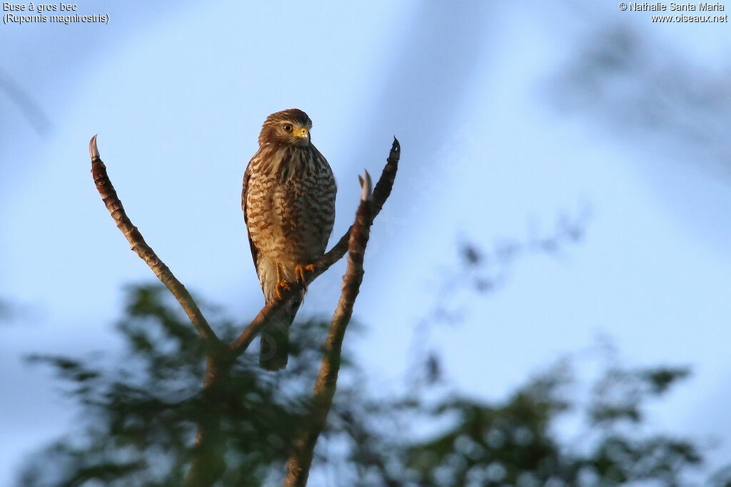 Roadside Hawkjuvenile, identification