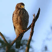 Roadside Hawk