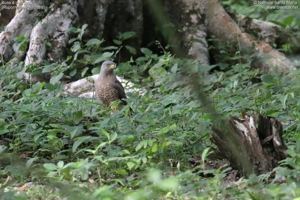 Buse à gros becadulte, identification, pêche/chasse