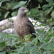 Roadside Hawk