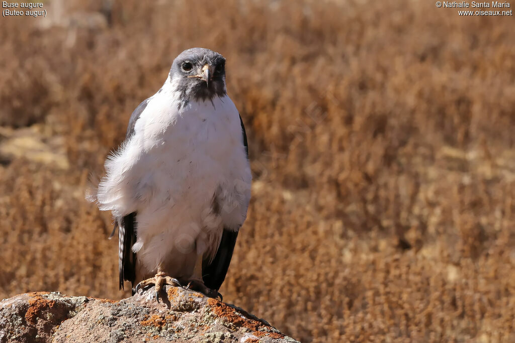 Augur Buzzard, identification, habitat