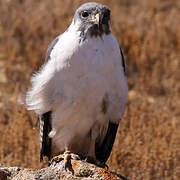 Augur Buzzard