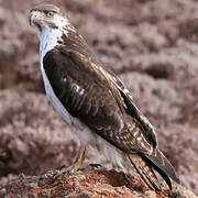 Augur Buzzard