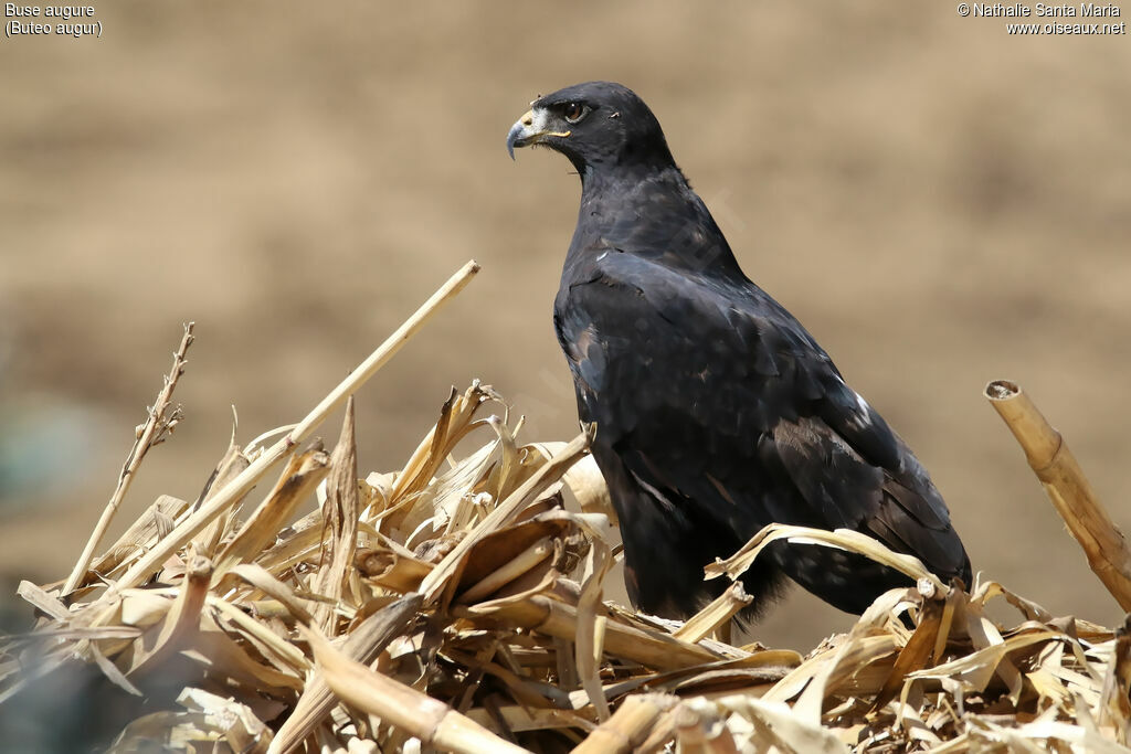 Buse augureadulte, identification, habitat