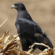 Augur Buzzard