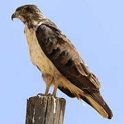 Augur Buzzard