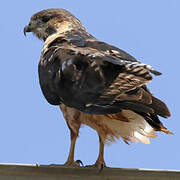 Augur Buzzard