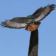 Augur Buzzard