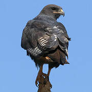 Augur Buzzard