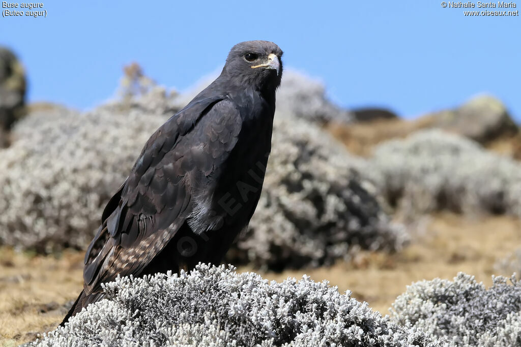 Buse augureadulte, identification, habitat