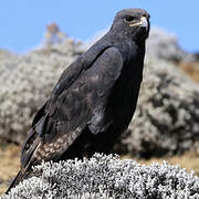 Augur Buzzard