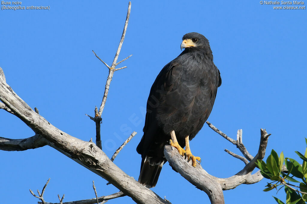 Common Black Hawkadult, identification