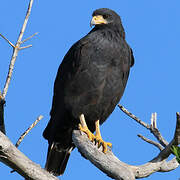 Common Black Hawk