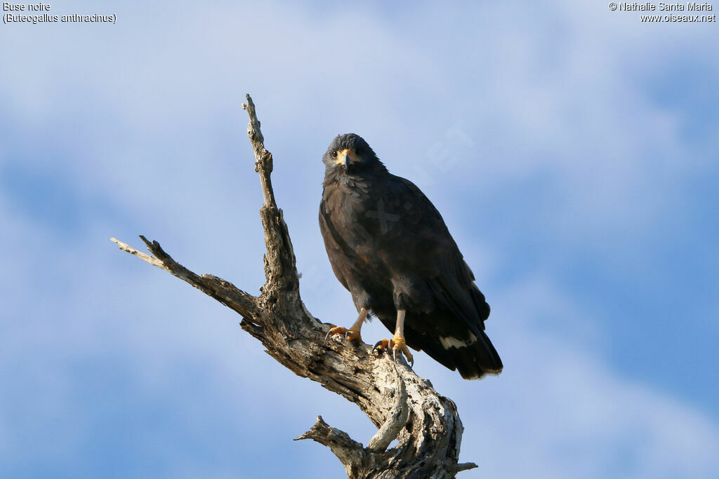 Common Black Hawkadult, identification