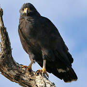 Common Black Hawk