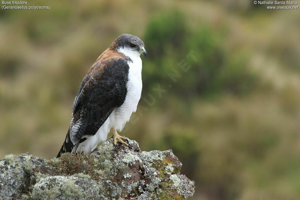 Variable Hawkadult, identification