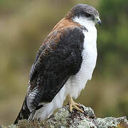 Variable Hawk