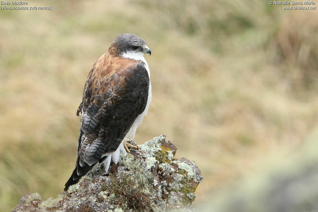 Variable Hawkadult, identification