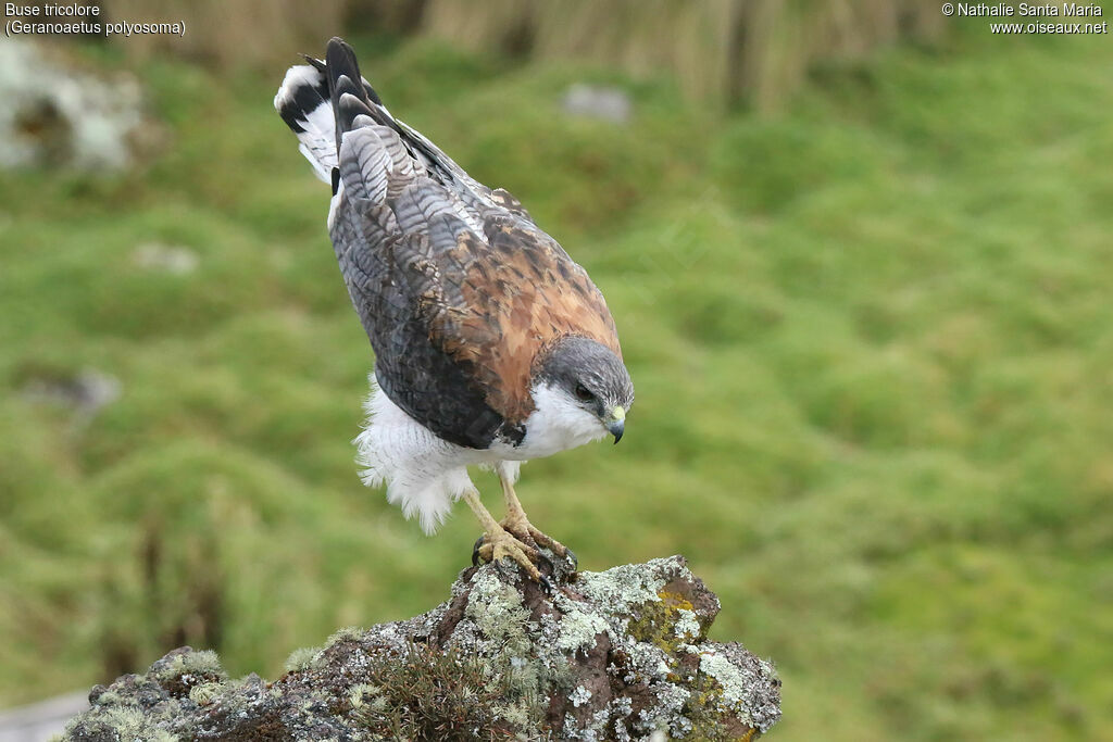 Variable Hawkadult, identification