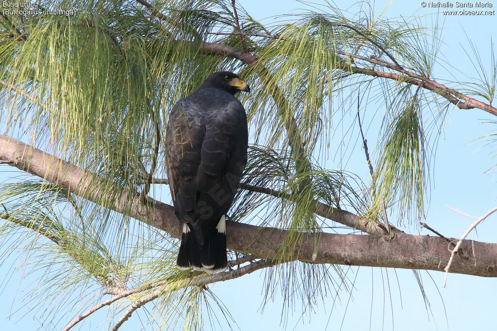 Great Black Hawkadult, identification